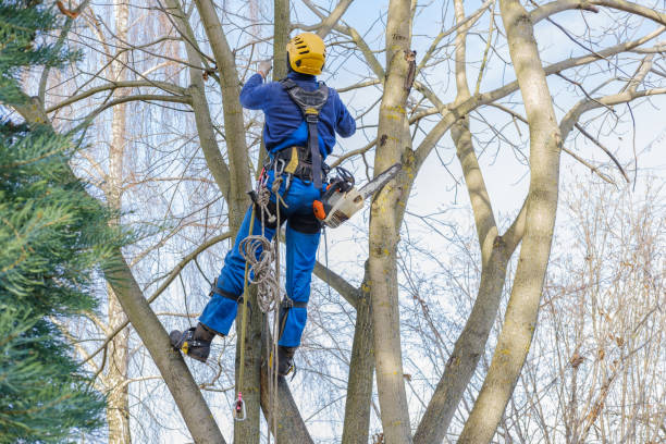 Trusted Memphis, MO Tree Services Experts